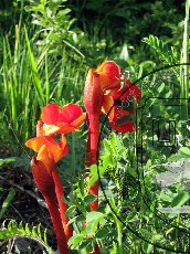 Дифелипеа красная 002